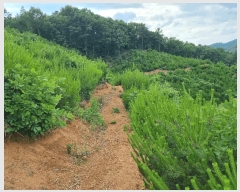  2025Ÿ��11855  �Ӿ߰��