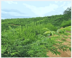  2025Ÿ��11855  �Ӿ߰��