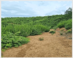  2025Ÿ��11855  �Ӿ߰��