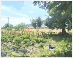  2025Ÿ��12105 �泲 �ƻ�� ����� ���⸮ 50      ����(��1)���