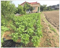  2025Ÿ��12105 �泲 �ƻ�� ����� ���⸮ 50      ����(��1)���