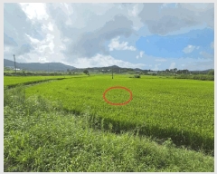  2025Ÿ��12254  ����