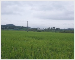  2025Ÿ��12254  ����