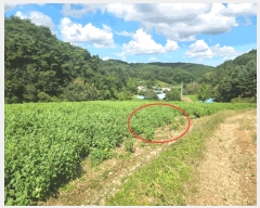  2025Ÿ��708 �泲 �ƻ�� ������ ������ 374      ����(��1)���