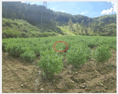  2025Ÿ��708 �泲 �ƻ�� ������ ������ 374      ����(��1)���