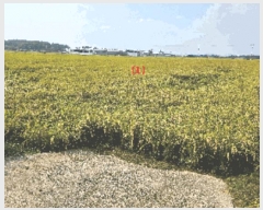  2025Ÿ��735  ����