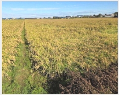  2025Ÿ��735  ����