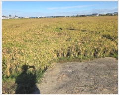  2025Ÿ��735  ����