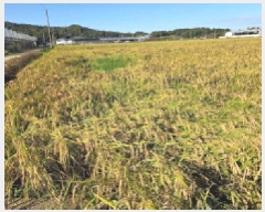  2025Ÿ��735  ����