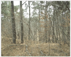  2025Ÿ��11392  �Ӿ߰��