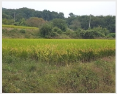  2025Ÿ11658 泲 õȽ  õ õ 36     ()