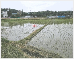  2025Ÿ11732 泲 ƻ â  154-4      ()