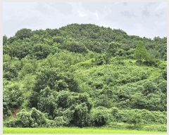  2025Ÿ��12017  �����