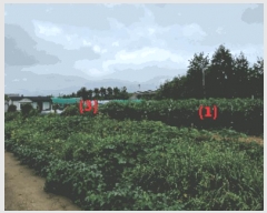  2025Ÿ��12255 �泲 �ƻ�� ������ ������ 174-1      ����(��)���