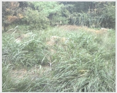  2025Ÿ��12447 �泲 õ�Ƚ� ������ ��õ�� �Ｚ�� ��67-2     ����(�Ӿ�)���