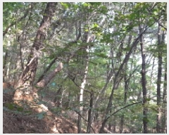  2025Ÿ��12447 �泲 õ�Ƚ� ������ ��õ�� �Ｚ�� ��67-2     ����(�Ӿ�)���