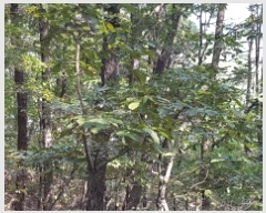  2025Ÿ��12447 �泲 õ�Ƚ� ������ ��õ�� �Ｚ�� ��67-2     ����(�Ӿ�)���