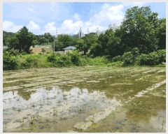  2025Ÿ��11769 �泲 �ƻ�� ��� 151       ����(��)���