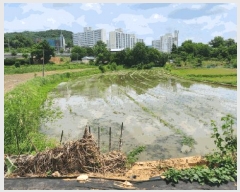  2025Ÿ��11769 �泲 �ƻ�� ��� 151       ����(��)���