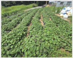  2025Ÿ��612 �泲 �ƻ�� ������ ��븮 337-214      ����(�Ӿ�)���