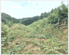  2025Ÿ��12335  �Ӿ߰��