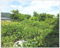  2025Ÿ616 泲 ƻ θ  482-11      (Ӿ)