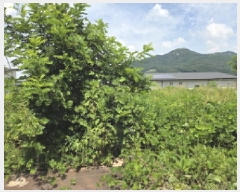  2025Ÿ616 泲 ƻ θ  482-11      (Ӿ)