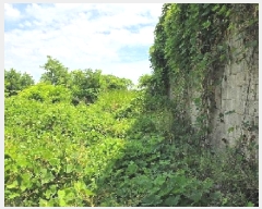  2025Ÿ616 泲 ƻ θ  482-11      (Ӿ)