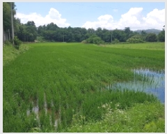  2025Ÿ��11926  ����