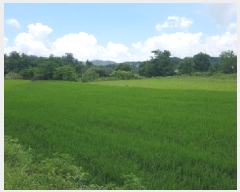  2025Ÿ��11926  ����