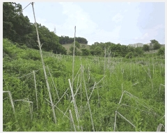  2025Ÿ��11686  �����