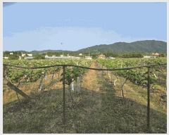  2025Ÿ��11791  ���������