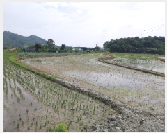  2025Ÿ��56 �泲 ���ֽ� ���� ���帮 455      ����(��)���