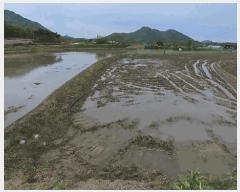  2025Ÿ��56 �泲 ���ֽ� ���� ���帮 455      ����(��)���