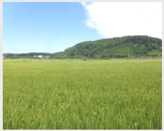  2025Ÿ��738 �泲 �¾ȱ� �ȸ��� â�⸮ 1262-170      ����(��)���