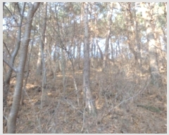  2025Ÿ50266 泲 ¾ȱ ҿ ұٸ 156-10      (Ӿ)