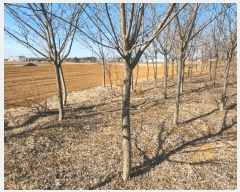  2025Ÿ50986 泲  ϸ Ż 1041      ()