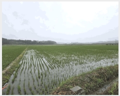  2025Ÿ��51410 �泲 ����� �μ��� ���縮 96      ����(�Ӿ�)���