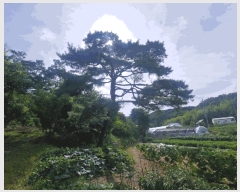  2025Ÿ��51512  ���ð��