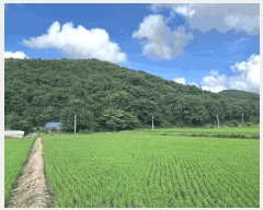  2025Ÿ��714 �泲 ������ ���̸� õ�Ǹ� ��150-1      ����(�Ӿ�)���