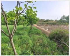  2025Ÿ51283 泲  ۻ  85-13      (Ӿ)