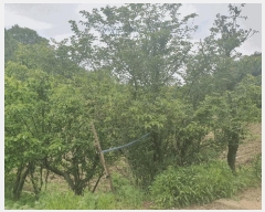  2025Ÿ��51318  ����