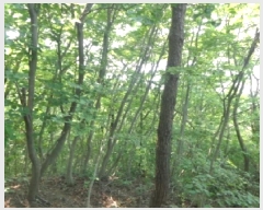  2025Ÿ51331 泲 ¾ȱ  ǵ 560-1      (Ӿ)