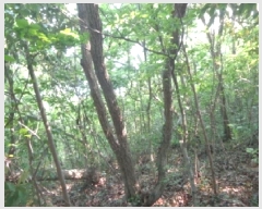  2025Ÿ51331 泲 ¾ȱ  ǵ 560-1      (Ӿ)