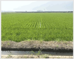  2025Ÿ��51487  ����