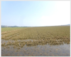  2025Ÿ��51532 �泲 ����� �μ��� ������ 946-1      ����(��)���