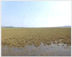  2025Ÿ��51532 �泲 ����� �μ��� ������ 946-1      ����(��)���