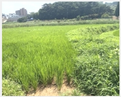  2025Ÿ��51534  ����