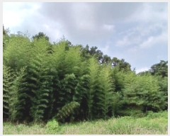  2025Ÿ��51576  �����