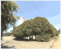  2025Ÿ��51188  ���ڽü����